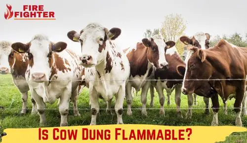 Is Cow Dung Flammable?