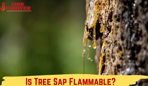 Is Tree Sap Flammable? Understanding its Flammability