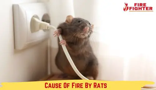 Cause Of Fire By Rats