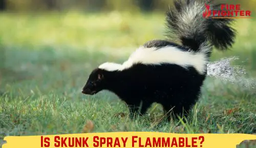 Is Skunk Spray Flammable? Myth or Reality