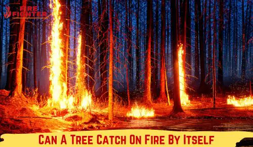 Can A Tree Catch On Fire By Itself