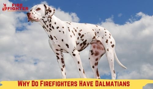 Why Do Firefighters Have Dalmatians